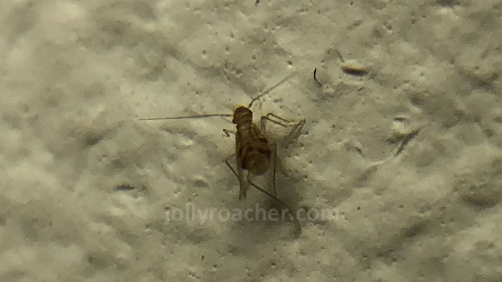 Image of booklouse from family Psyllipsocidae