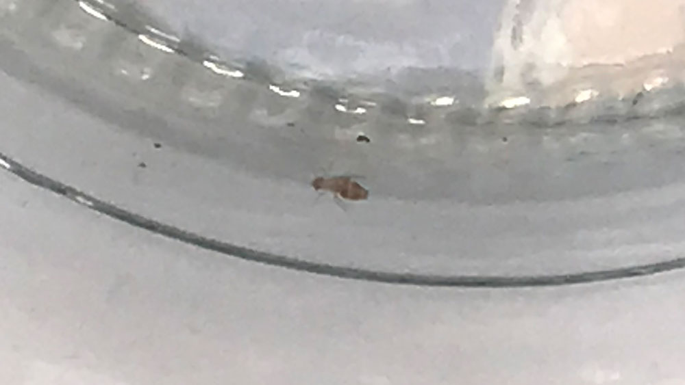 Caught Dorypteryx domestica in the jar