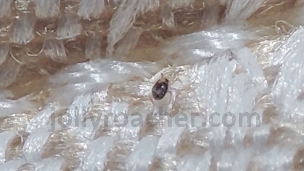 Red mite on fabric