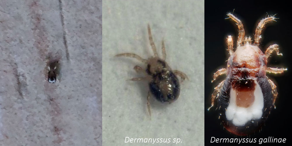 Bird mites (left to right): specimen for identification, presumably Dermanyssus hirundinis and red mite Dermanyssus Gallinae.