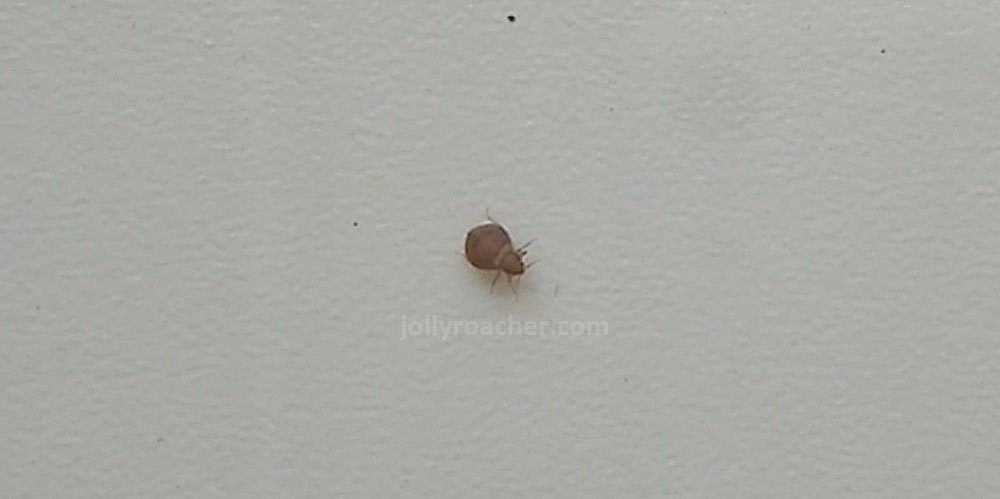 One of the species of bed bugs with its 6 legs for comparison with 8-legged mites