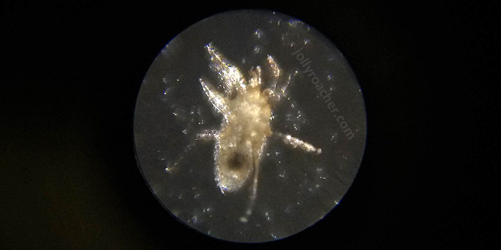 Body length of this mite is approx. 0,5-0,7 mm