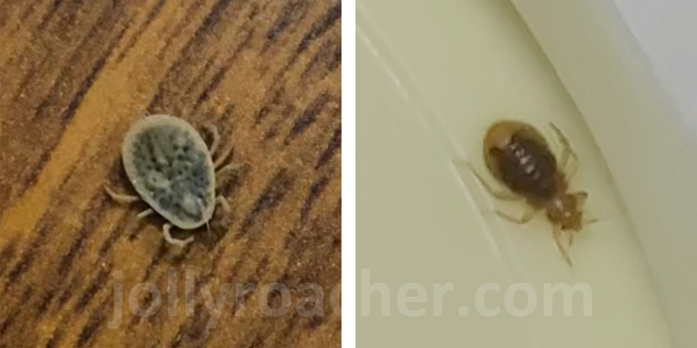 Pigeon tick vs Bed bug