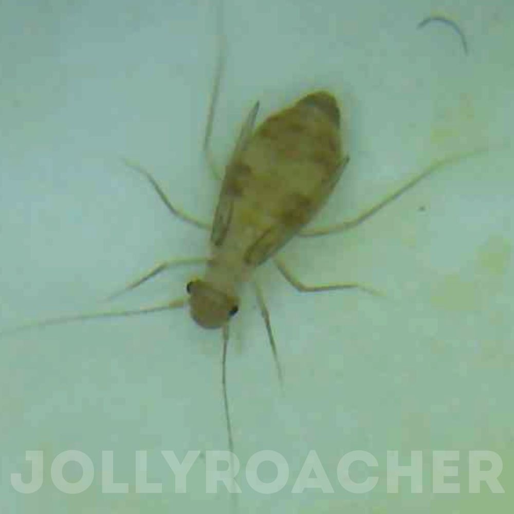 Photo 19: booklouse Dorypteryx domestica