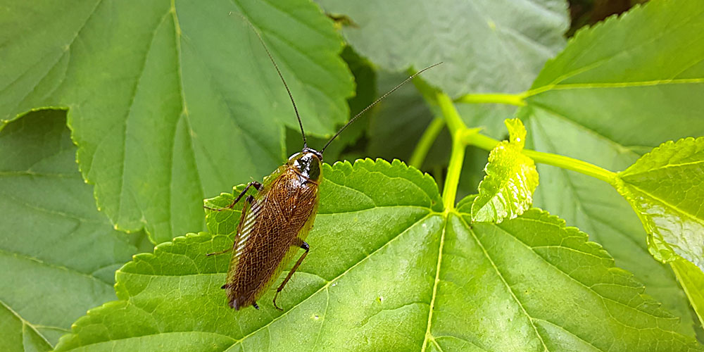 Male dusky cockroach