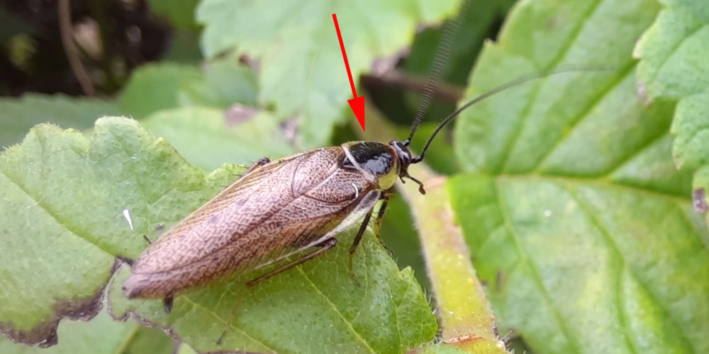 Cockroach pronotum