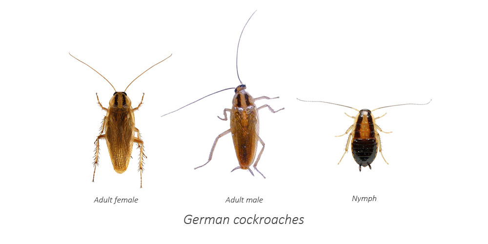 Male, female and nymph of German cockroach