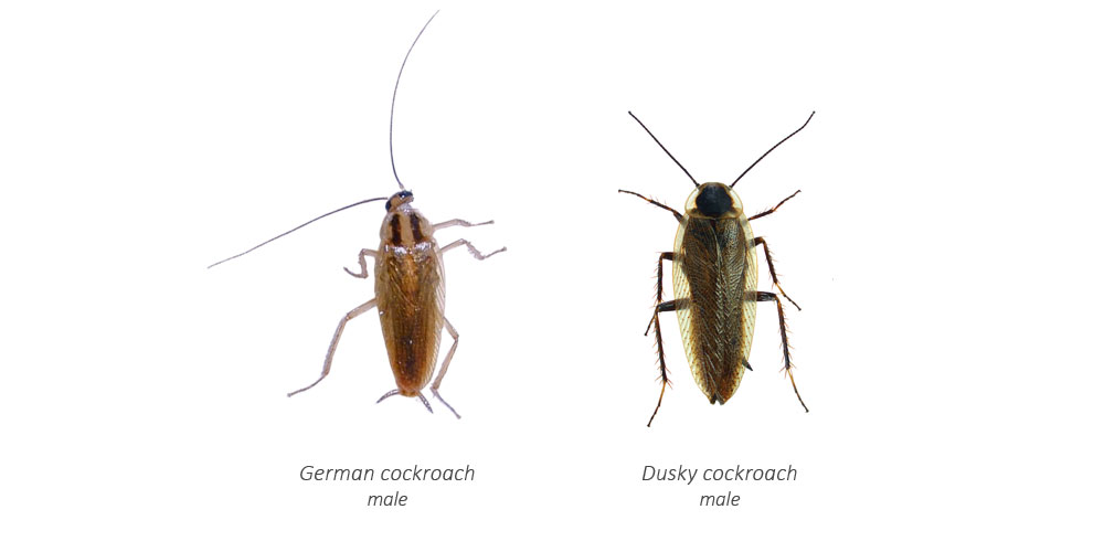 Male german cockroach and male dusky cockroach