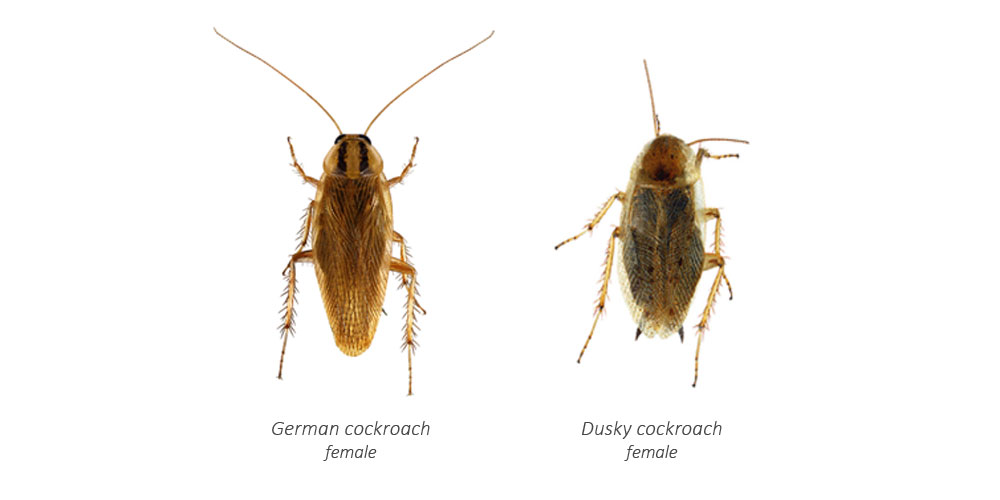 Female german cockroach and female dusky cockroach