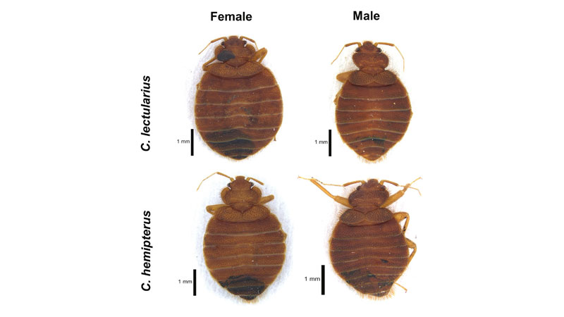 Bed bugs Cimex lectularius and Cimex hemipterus