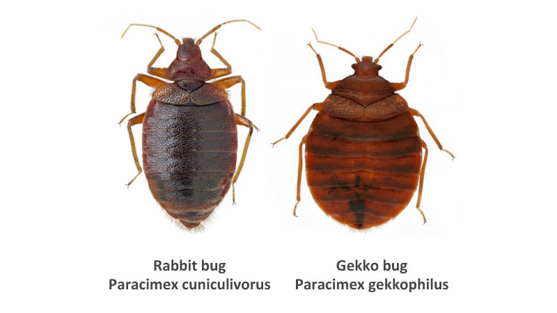 Species of bed bugs, that specialize in feeding on rabbits and geckos