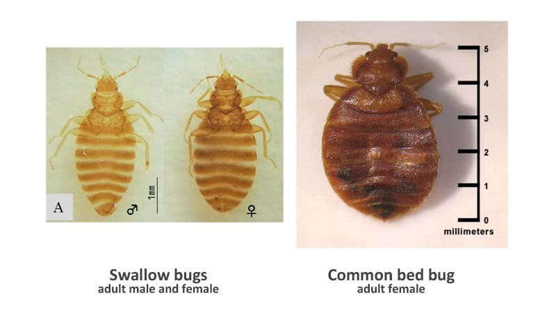 Distinctions between common bed bug and swallow bugs
