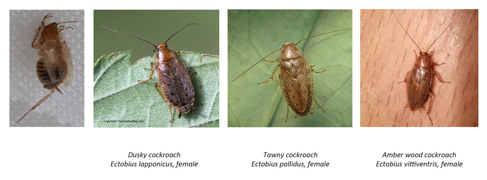 Four cockroach species in a row: one for identification, dusky cockroach, tawny cockroach, amber wood cockroach