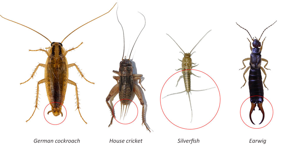 Synanthropic insects, that have cerci