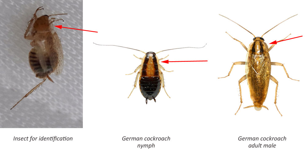 Most obvious distinction between tawny and german cockroaches