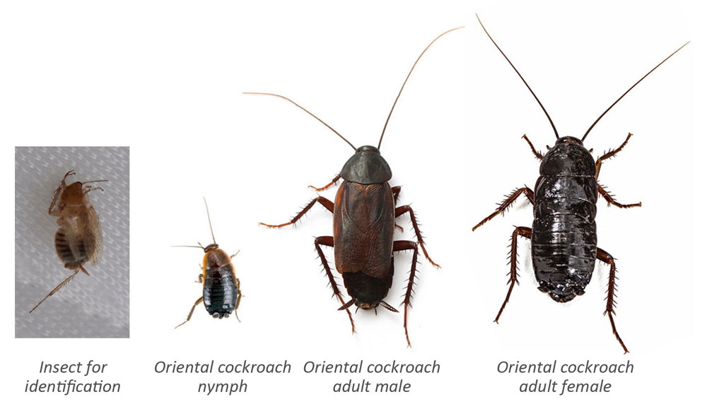 Distinctions between tawny and german cockroaches