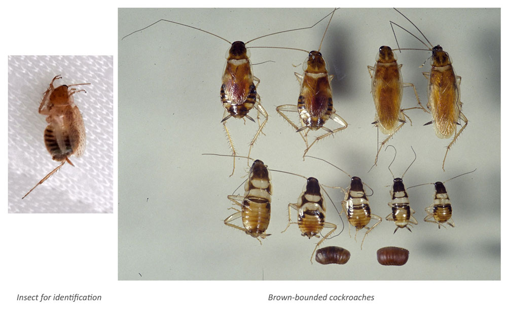 One Ectobius cockroach and several brown-banded cockroaches