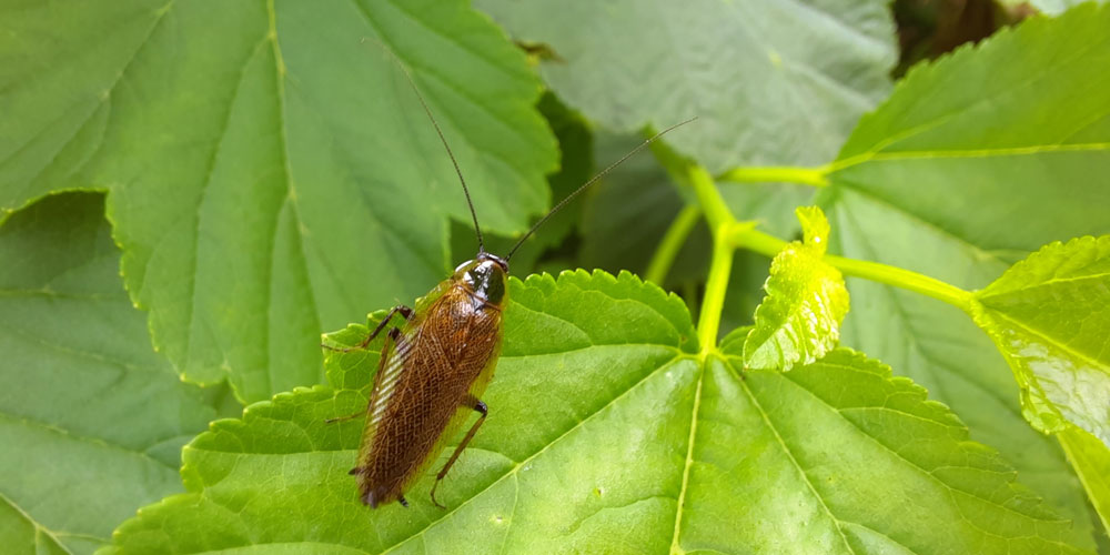 Female dusky cockroach