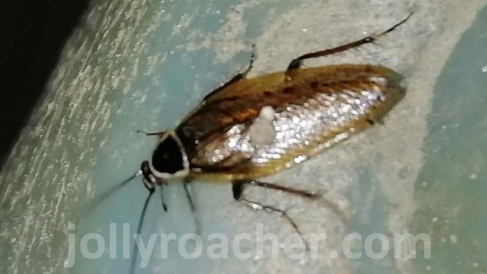 One more dusky cockroach