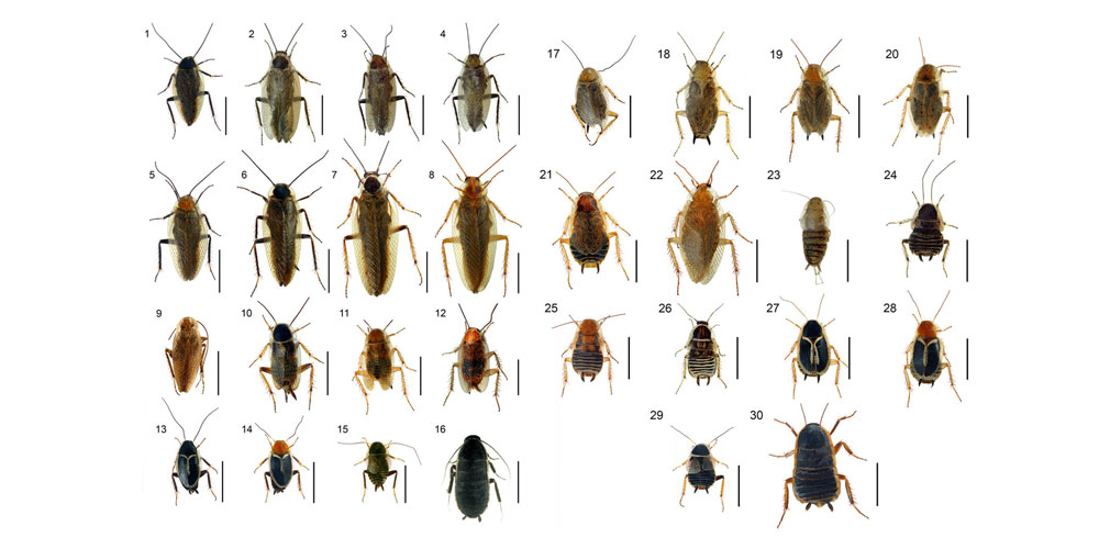 European cockroaches from the genuses Ectobius, Phyllodromica, Capraiellus and Loboptera