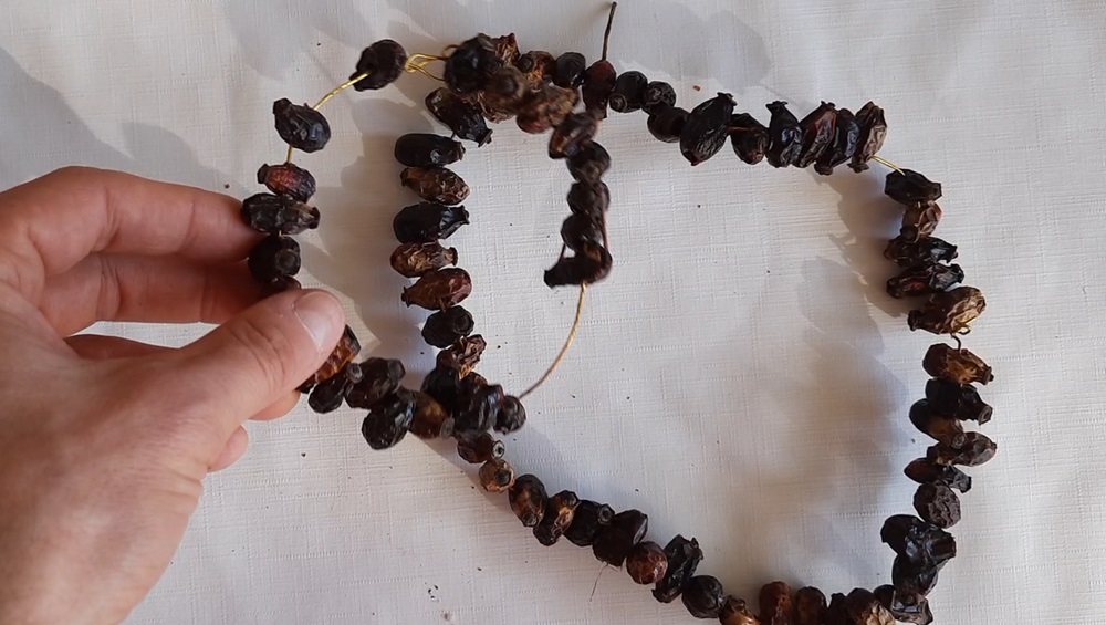 Dried rose hips - convenient food for khapra beetle larvae.