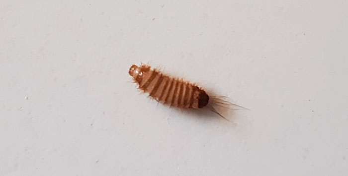 Khapra beetle larva in its maximum size