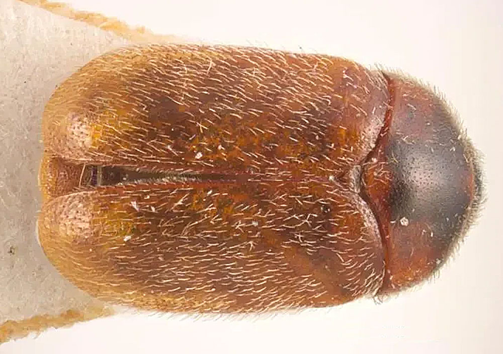 Trogoderma granarium, adult beetle