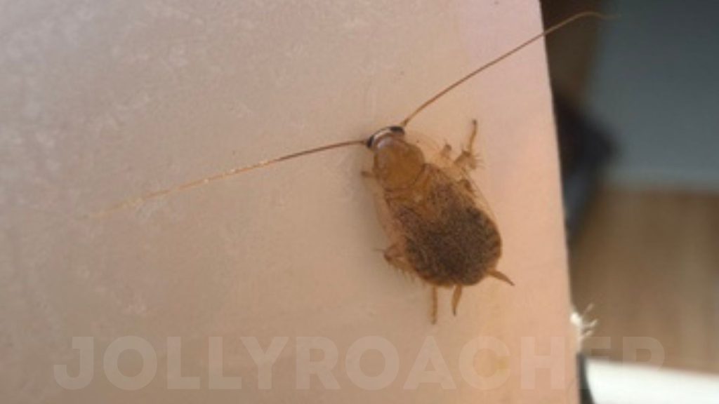 Female of Ectobius or Planuncus cockroach in England