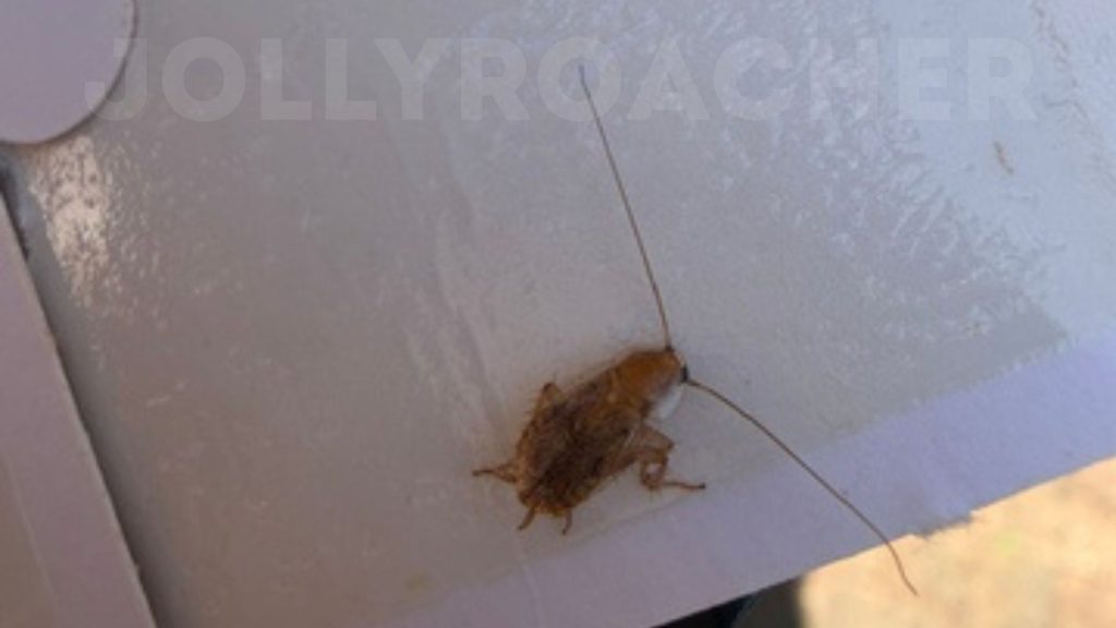 Typical British cockroach