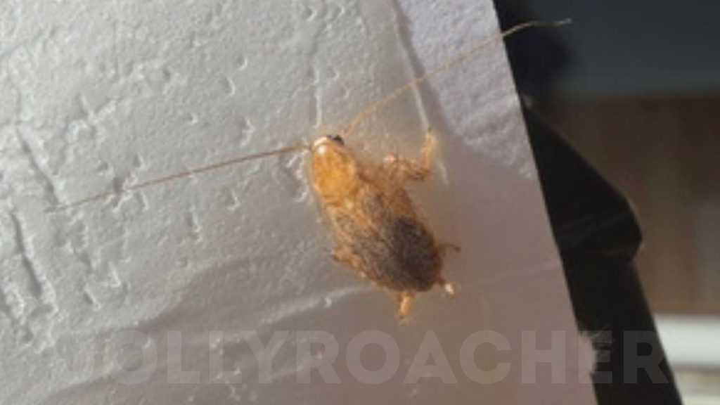 Cockroach in home in UK