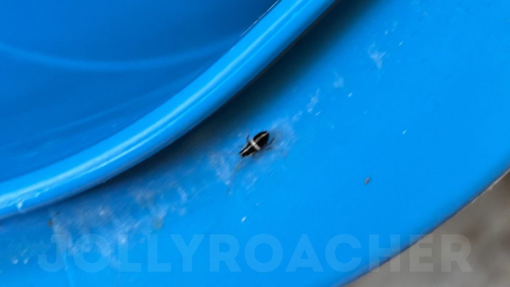 Photo 10: white-bounded British roach