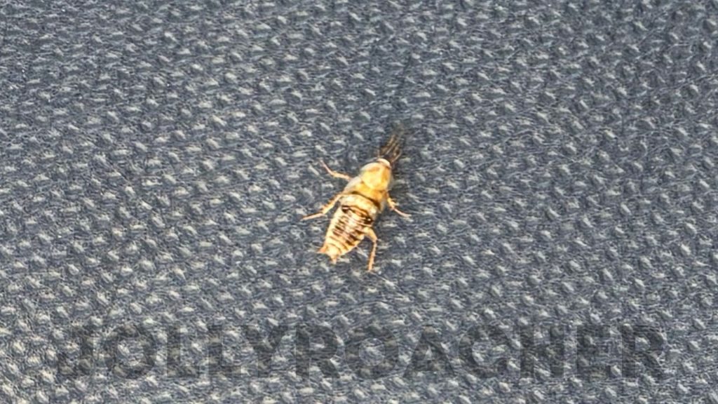 Photo 11: light-brown small cockroach from the Britain