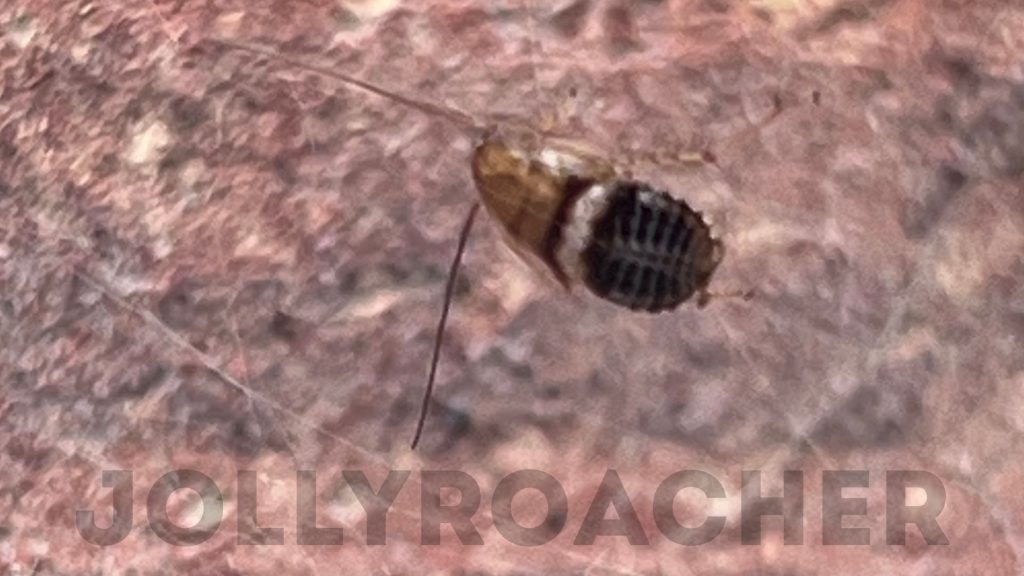 Photo 12: Planuncus cockroach from south United Kingdom