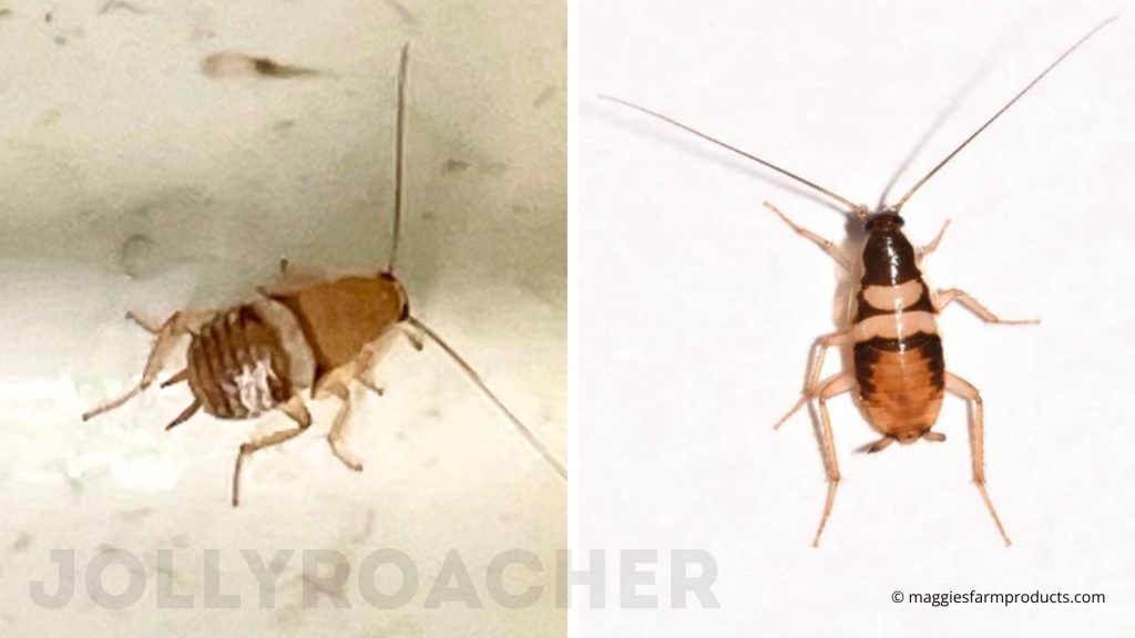 Photo 13: nymph of feral cockroach, occasionally wond up in home, and nymph of brown-banded cockroach. common British pest