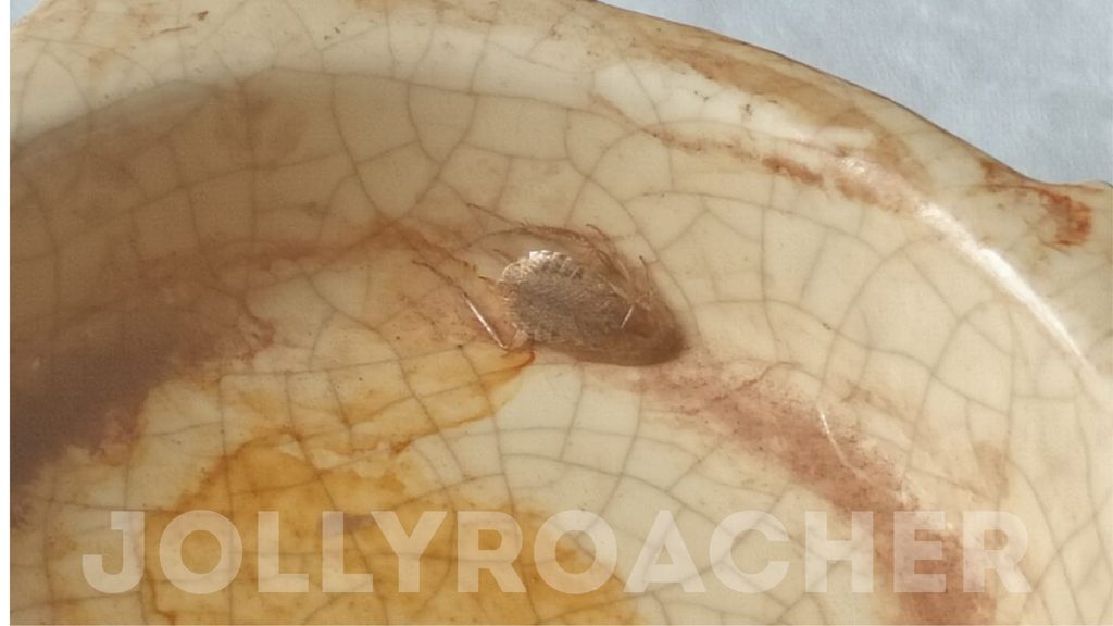 Photo 14: Female Ectobius pallidus from house in Oxford, UK