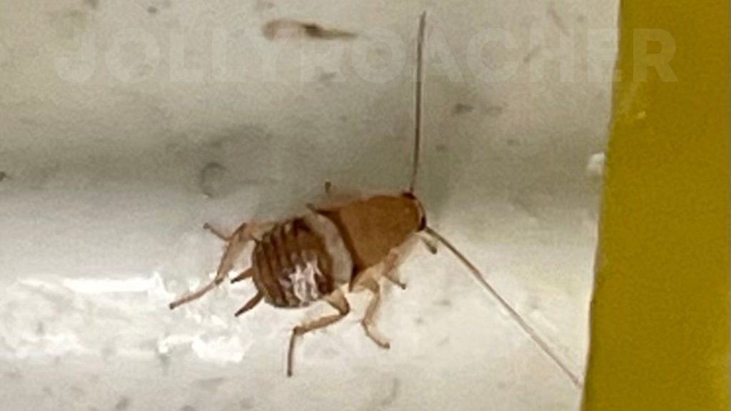 Photo 8. Nymph of cockroach Planuncus tingitanus in England