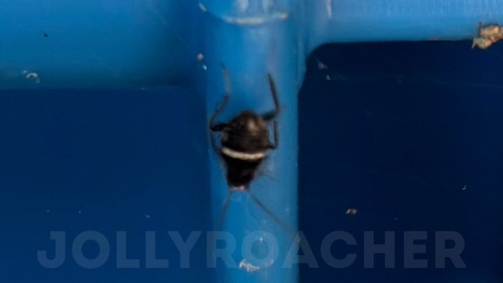 Photo 9: small black cockroach nymph from the garden in south coast of the UK