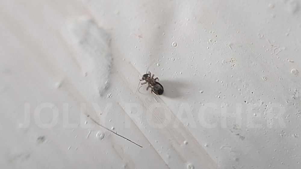 Like other booklice, Lepinotus patruelis has well-developed eyes