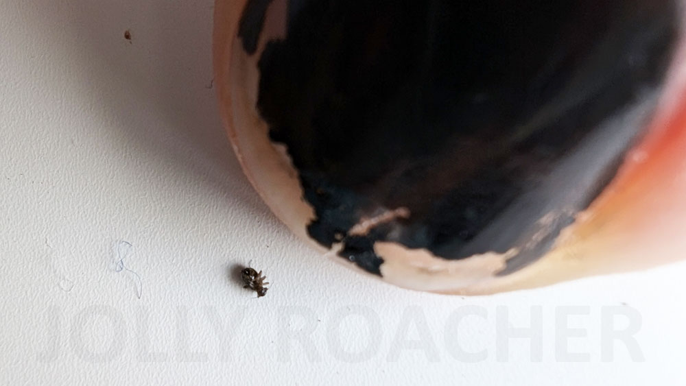 Dark brown barkfly