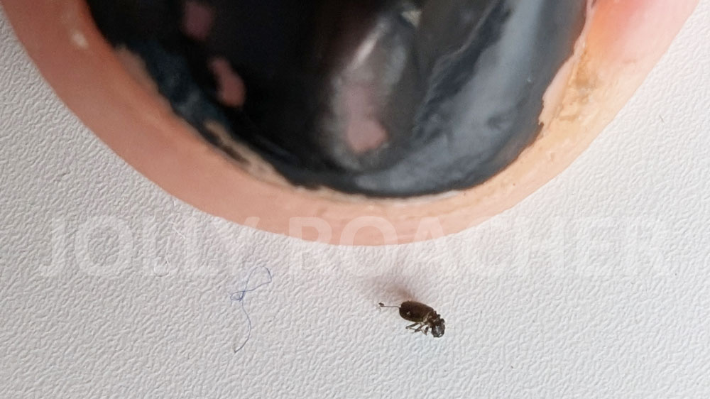 Small insect in an apartment