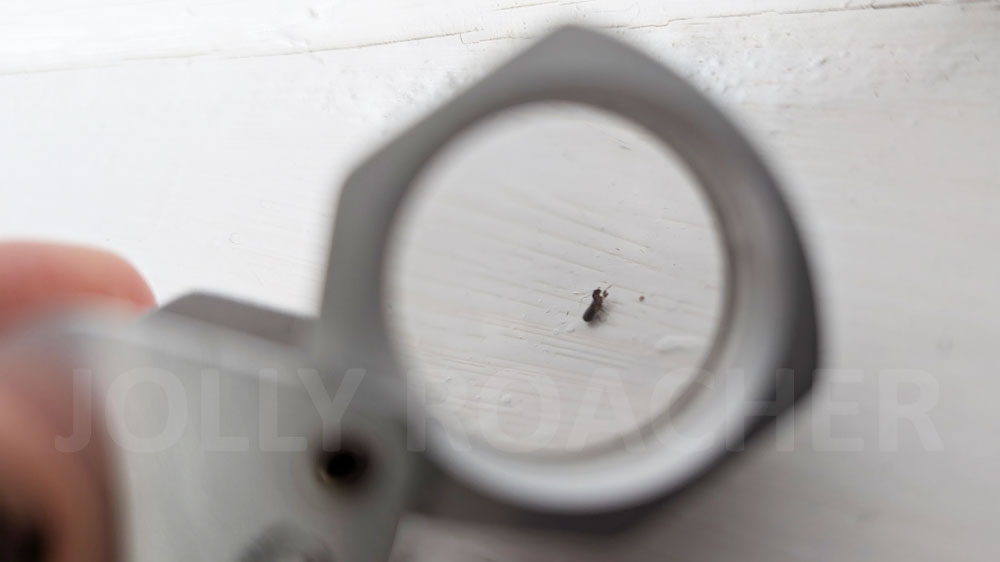 Booklouse in an apartment