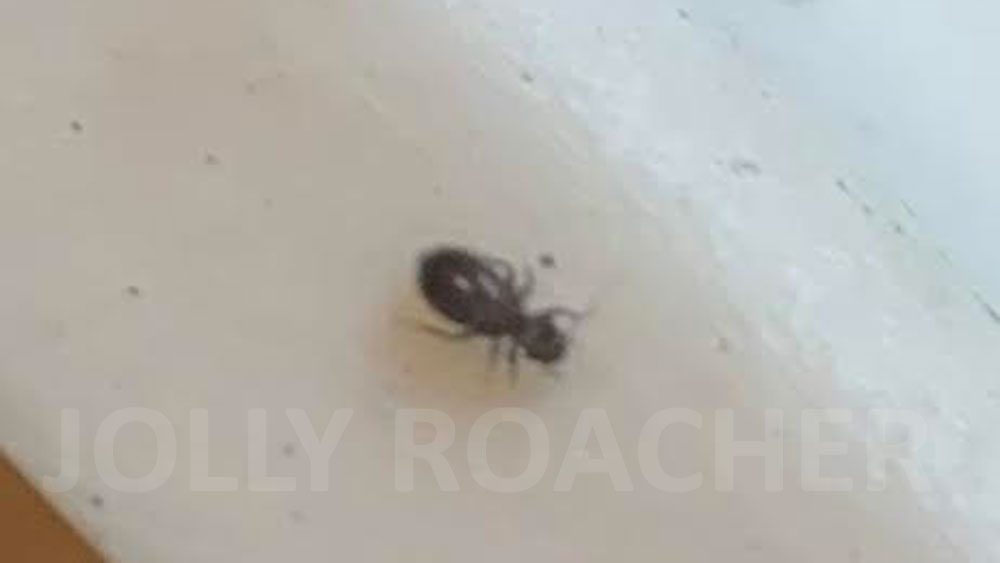 A black booklouse on the edge of a bathtub