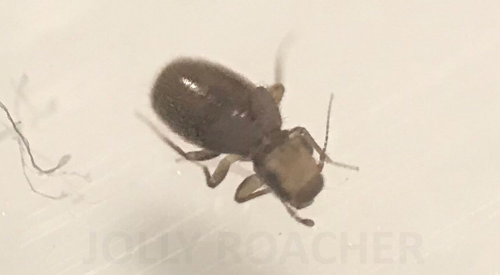 Photo of Lepinotus patruelis