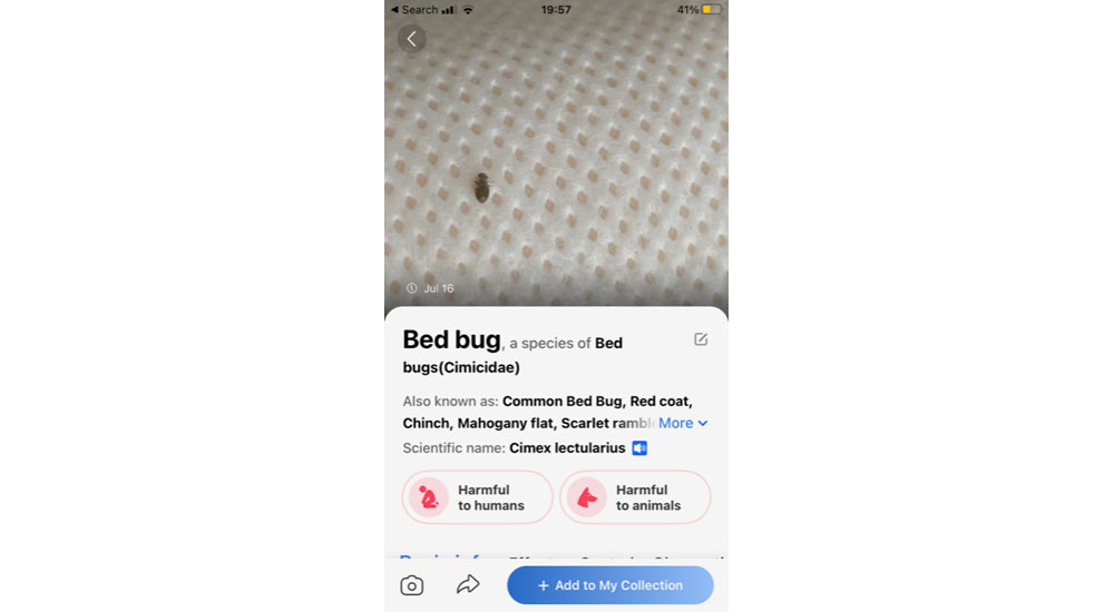 A picture of a black booklice that Google mistook for a bedbug