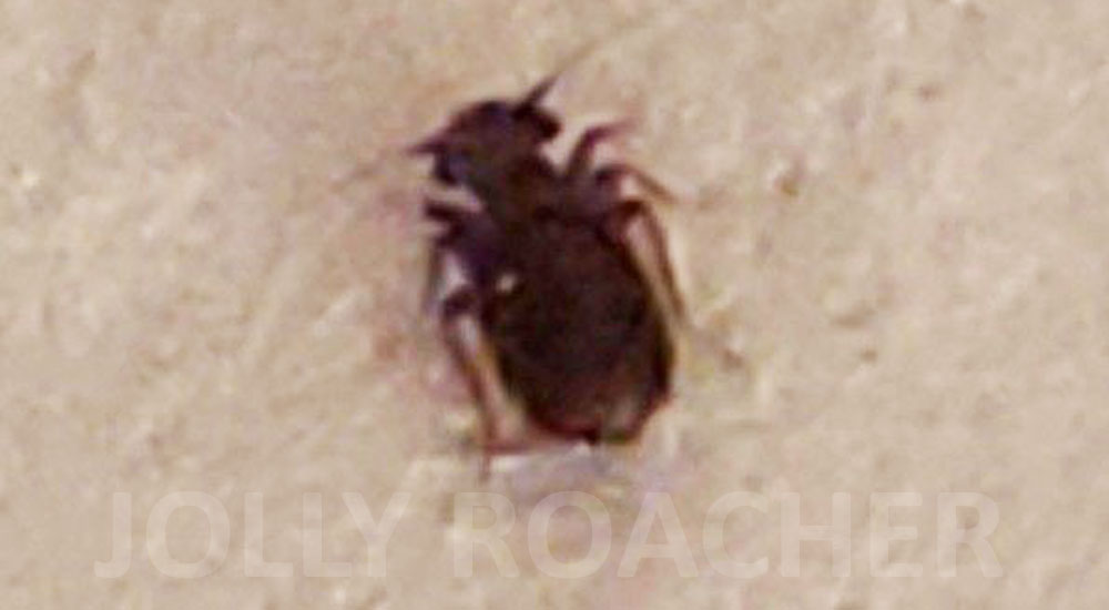 Another one brown booklouse