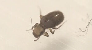 Black booklouse